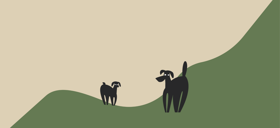 Best oils for dog’s coat and overall health