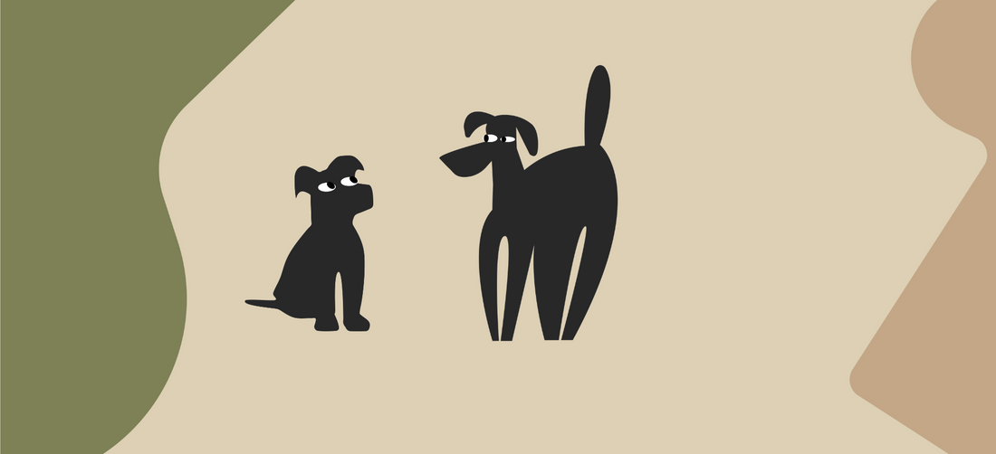 When Do Puppies Finally Calm Down?