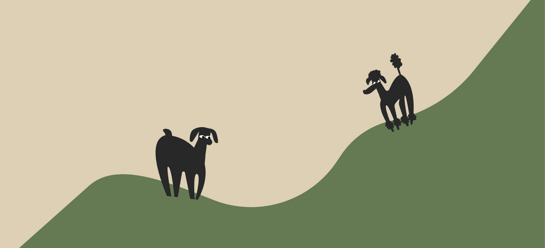 Do Dogs Eat Less During Hot Summer Months?