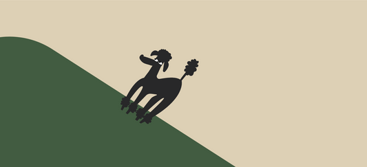 The best natural antibiotics for dogs