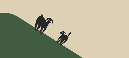 Changing dog food too quickly? Watch for these signs