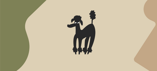 Dog food seasoning ideas to boost flavour and health