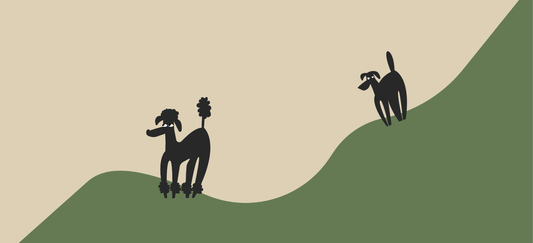 How much protein does a dog need?