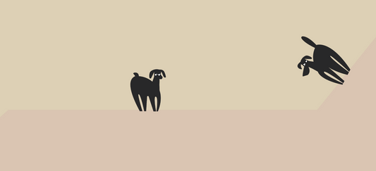 Lavender oil for dogs: benefits, risks & safe use guide