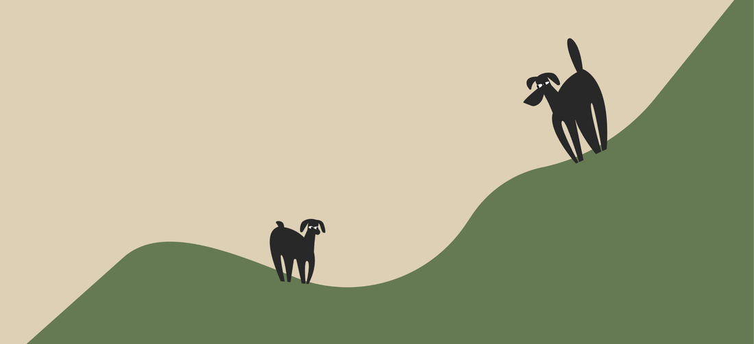 What does hemp oil do for dogs? Benefits, uses, and safety