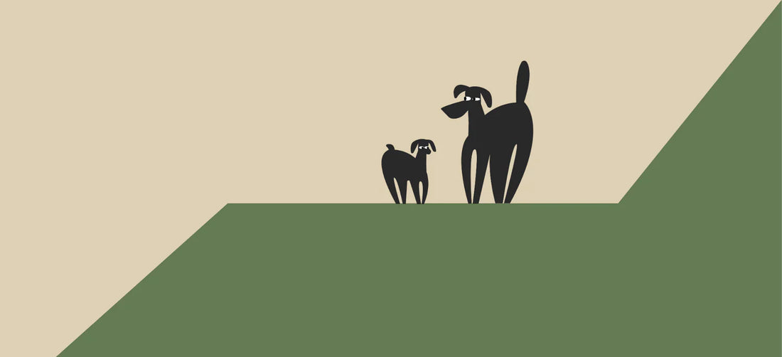 Liver disease in dogs, symptoms and nutrition