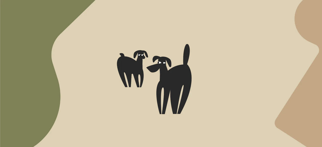 Diabetes in dogs: Symptoms and nutrition