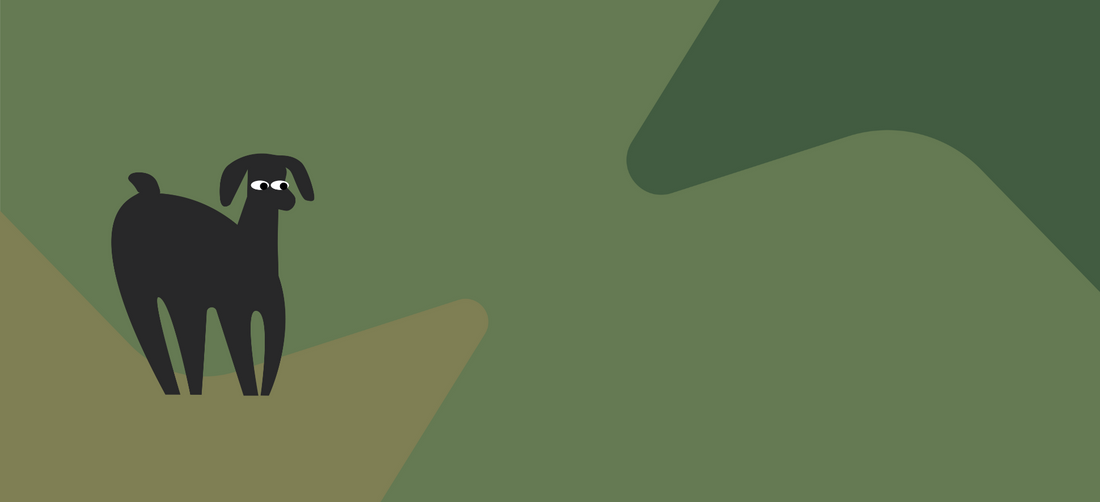 Should you add water to dog food? Pros and cons explained