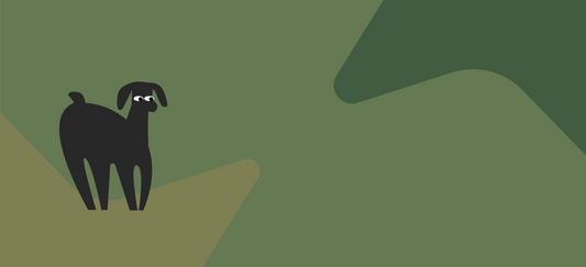 Should you add water to dog food? Pros and cons explained