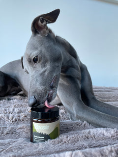 Zoey & Isis @zozothewhippet